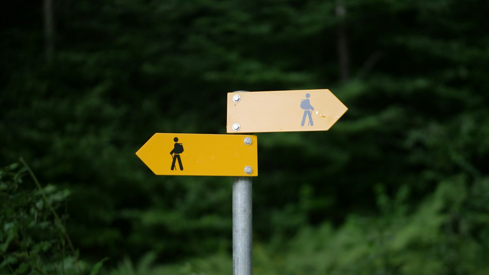 Gelbe Wegweiser im Wald, die in verschiedene Richtungen zeigen